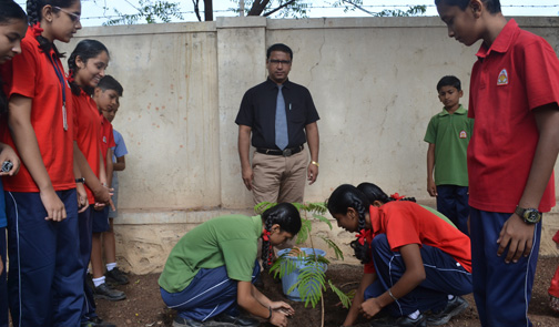 Tree Plantation  in the School